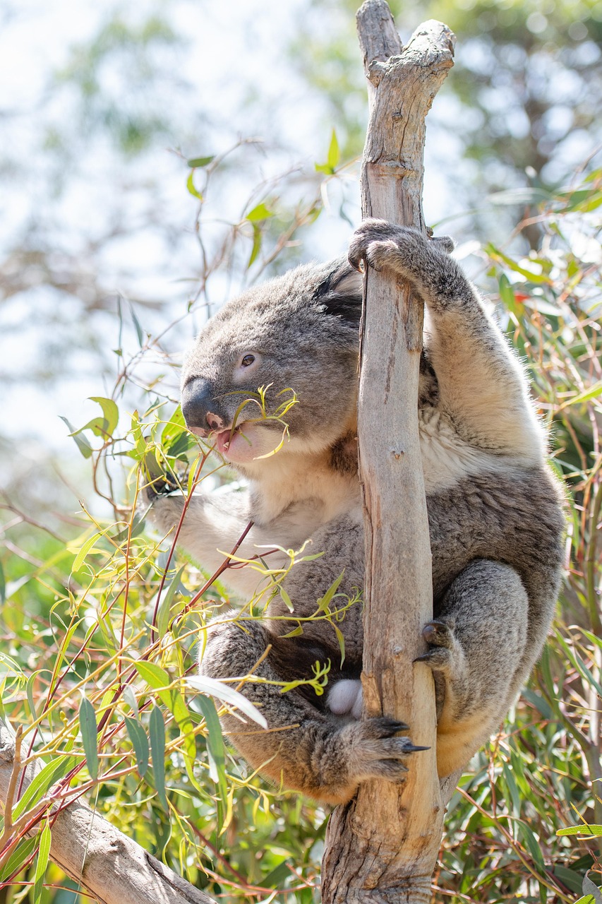 koala, marsupial, herbivore, arboreal, wildlife, australian, australia, animal, cute, nature, tree, grey, furry, adorable, mammal, pouched mammal, eucalyptus, leaves, fluffy, fur, aussie, native, iconic, protected, male