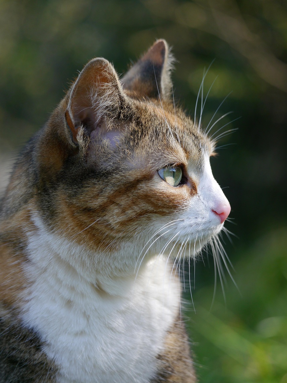 cat, feline, nature, mammal, pet, calico, whiskers, fur, outside, outdoor, animal